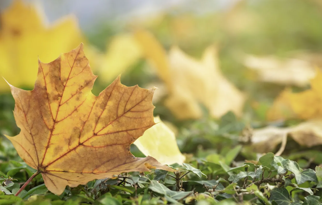 Photo wallpaper autumn, leaves, yellow, colorful, maple, yellow, autumn, leaves