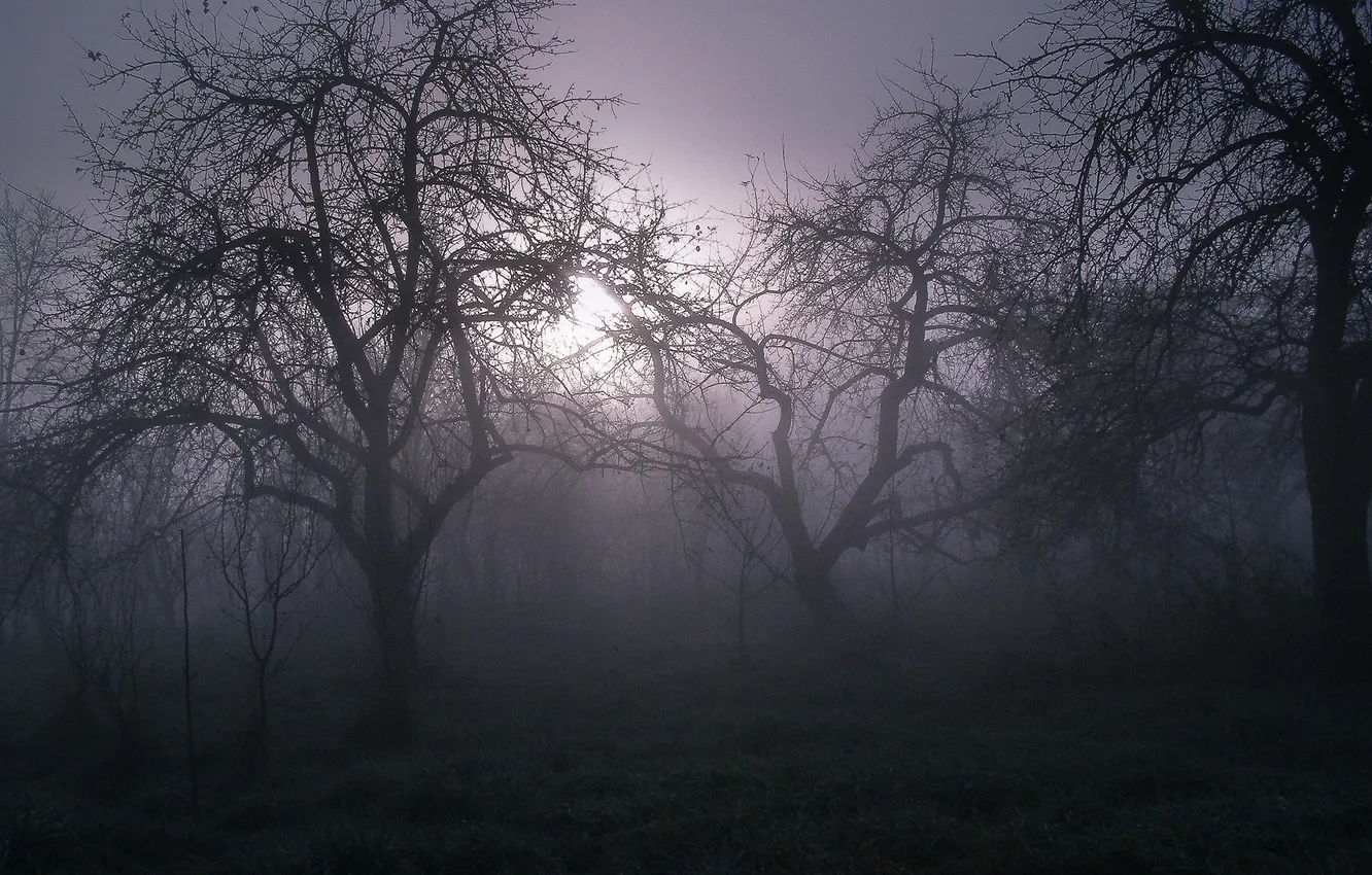 Photo wallpaper forest, the sky, grass, trees, landscape, nature, fog, the darkness