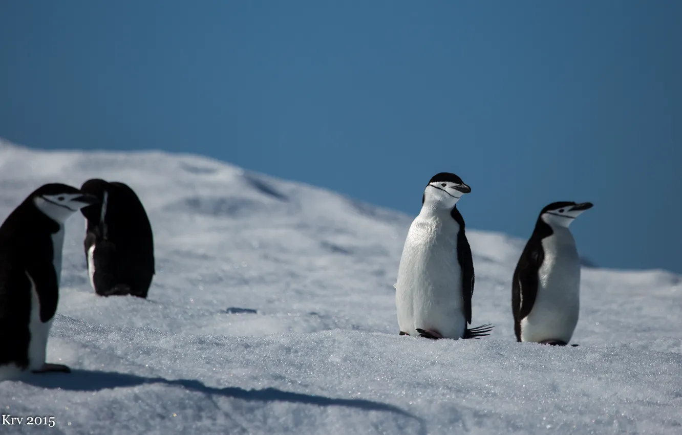 Photo wallpaper animals, penguin, Antarctica