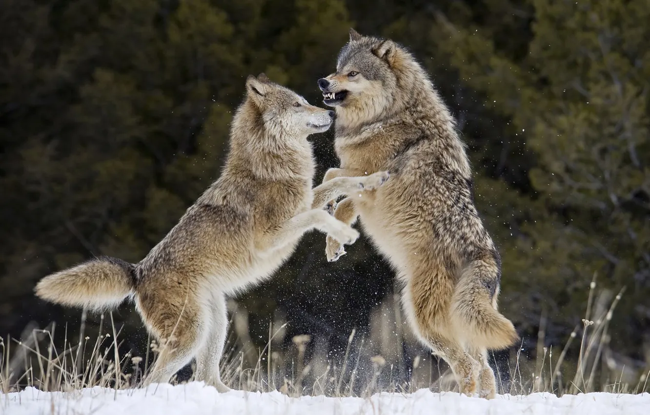 Photo wallpaper Predator, wolf, portrait, portrait., Canis lupus. face