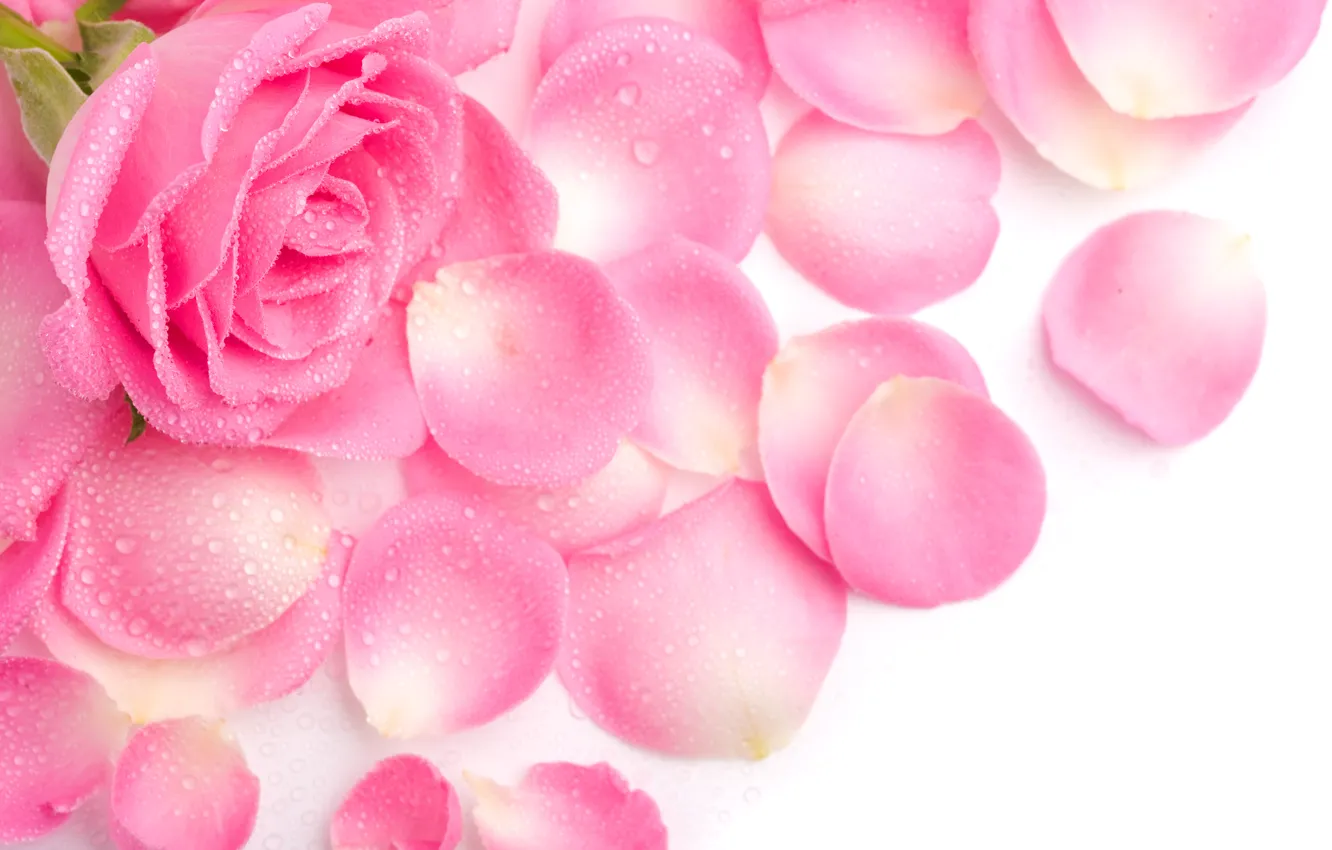 Photo wallpaper Rosa, pink, rose, petals