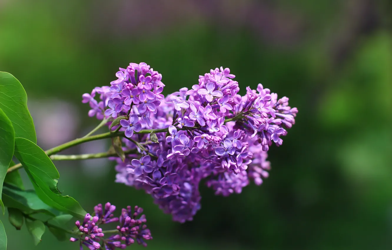 Photo wallpaper flowers, background, lilac