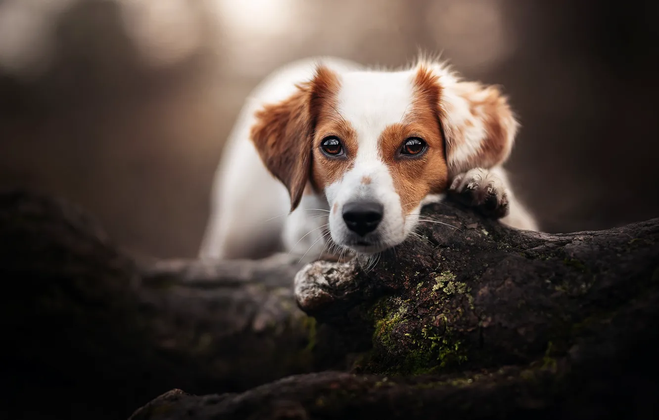 Photo wallpaper look, face, dog, log, bokeh, Kooikerhondje