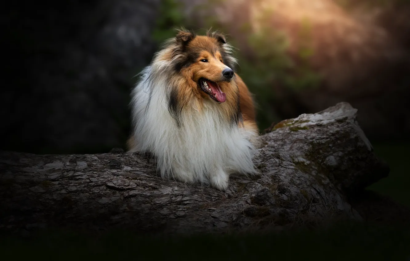Photo wallpaper Sheltie, pose, collie, dog, look, face, nature