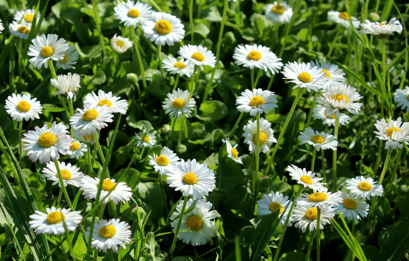 Photo wallpaper greens, flowers, glade, chamomile, white, a lot, Daisy