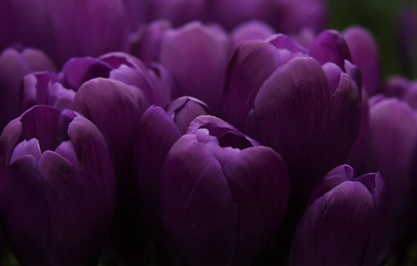 Photo wallpaper lilac, Bud, tulips, a lot