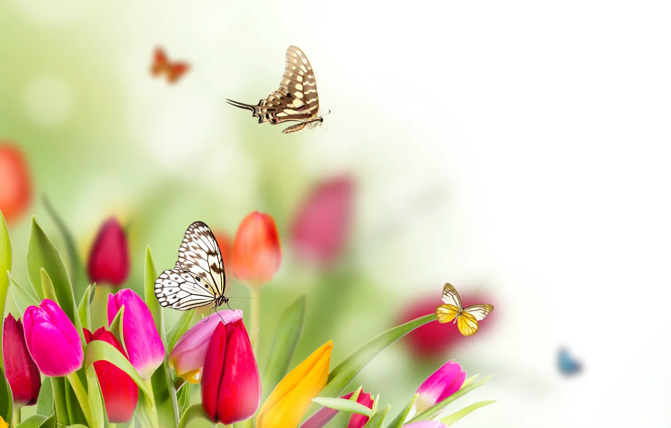 Photo wallpaper butterfly, flowers, spring, blur, tulips
