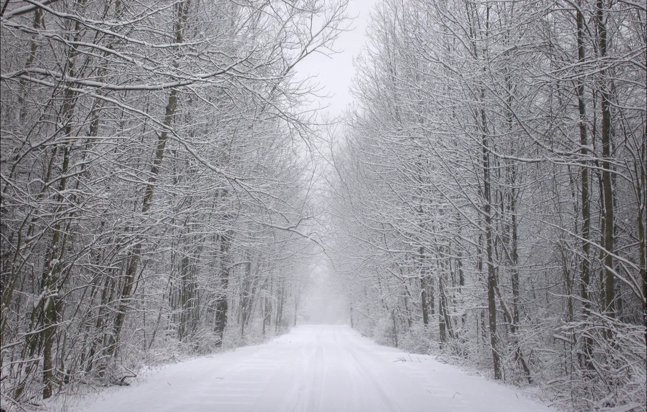 Photo wallpaper winter, frost, road, forest, snow, trees, traces