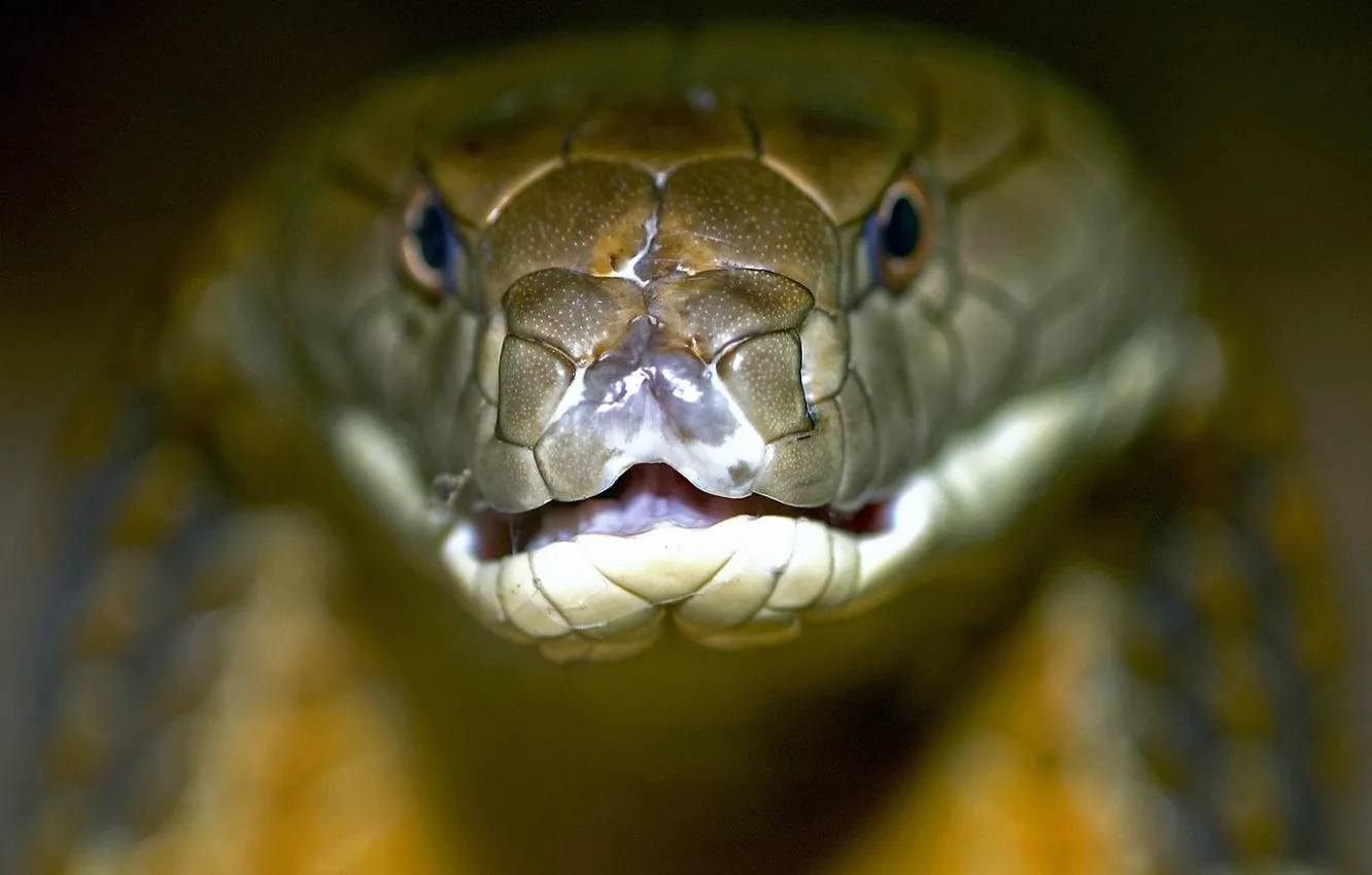 Photo wallpaper snake, Royal, Cobra