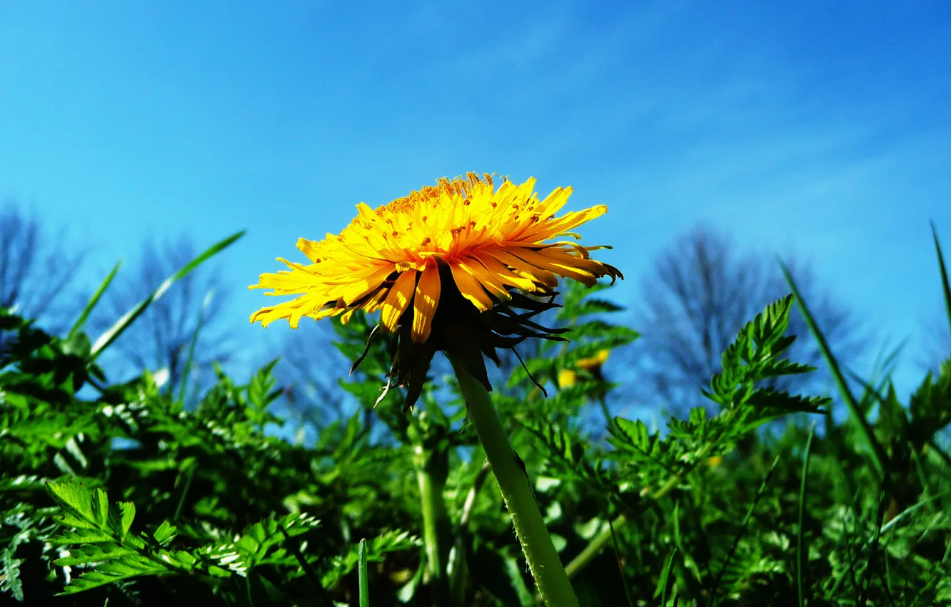 Photo wallpaper grass, macro, yellow, green, background, dandelion, petals