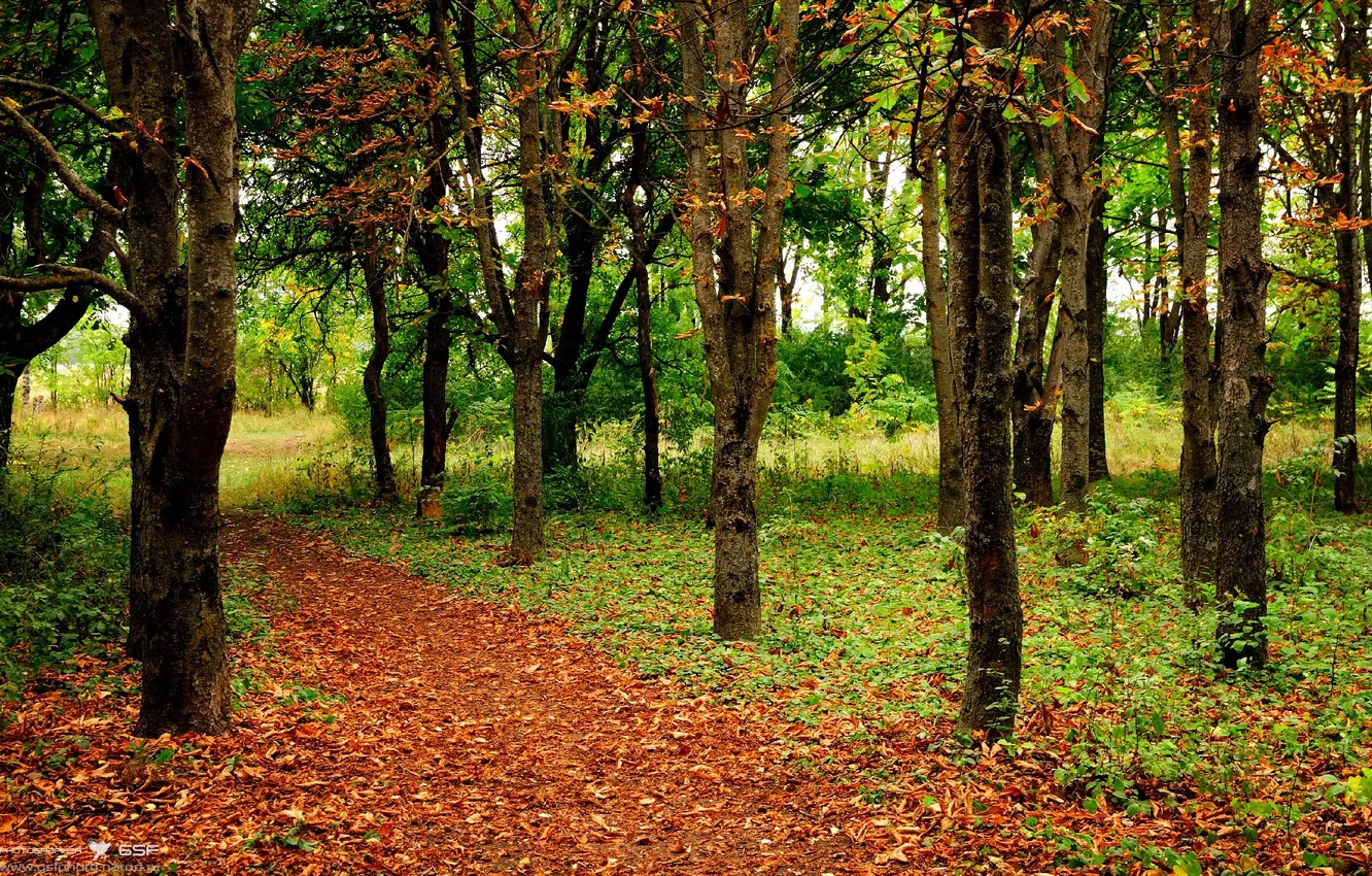 Photo wallpaper leaves, trees, trail, Autumn