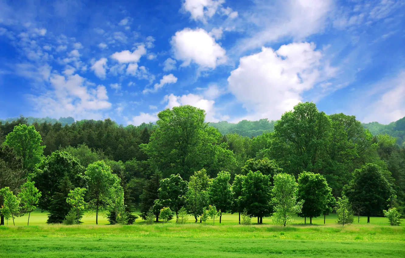 Photo wallpaper forest, the sky, clouds, trees, landscape, nature, Wallpaper, beautiful