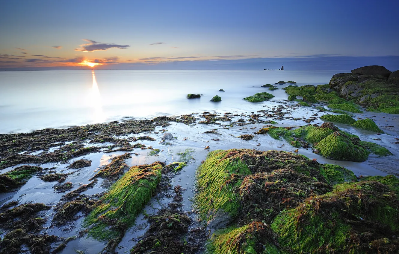 Photo wallpaper sea, algae, stones, coast, France, haze