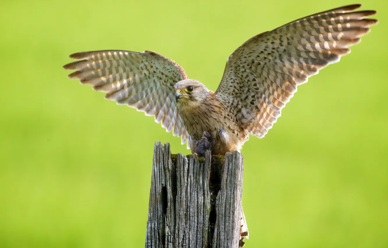 Photo wallpaper bird, wings, predator