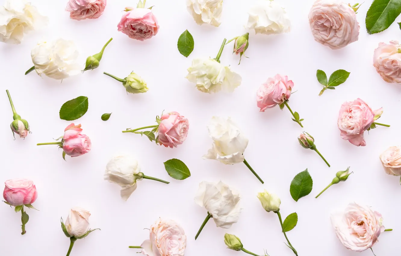 Photo wallpaper white, background, roses, pink, buds