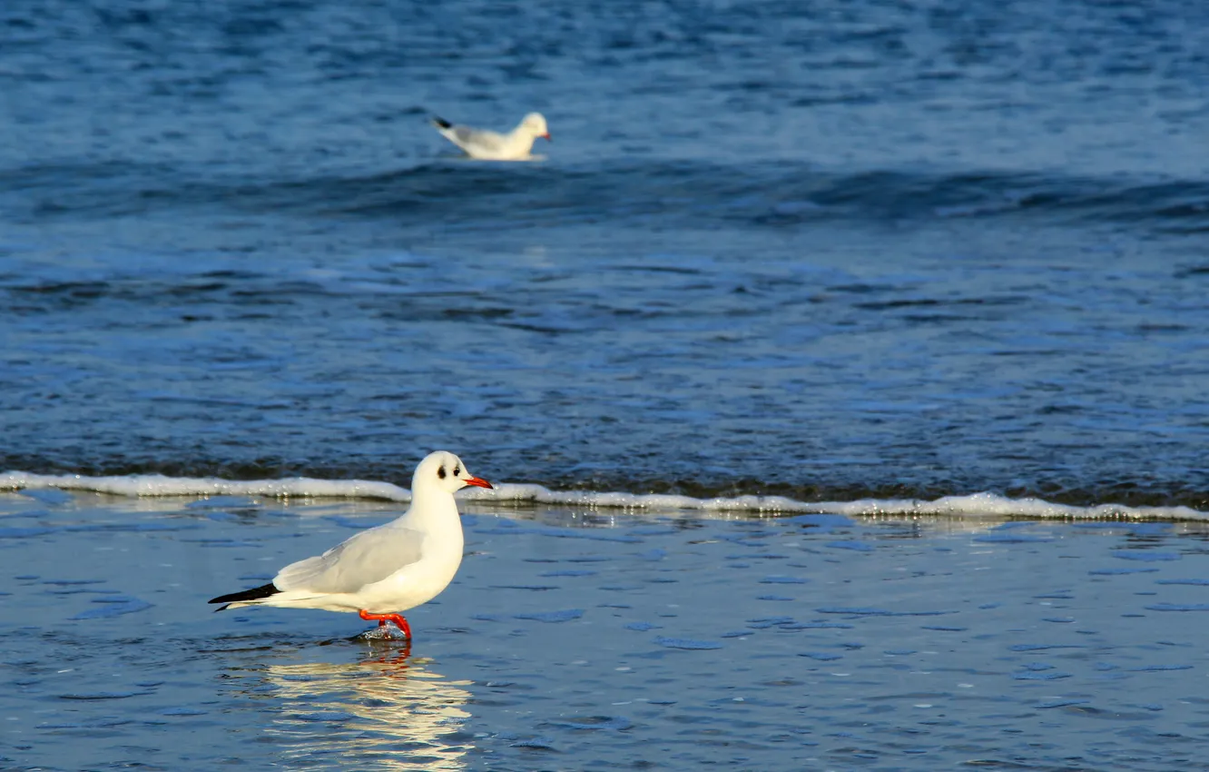 Photo wallpaper sea, bird, water
