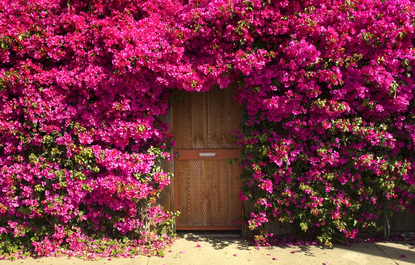 Photo wallpaper flowers, thickets, the door, the bushes, entrance