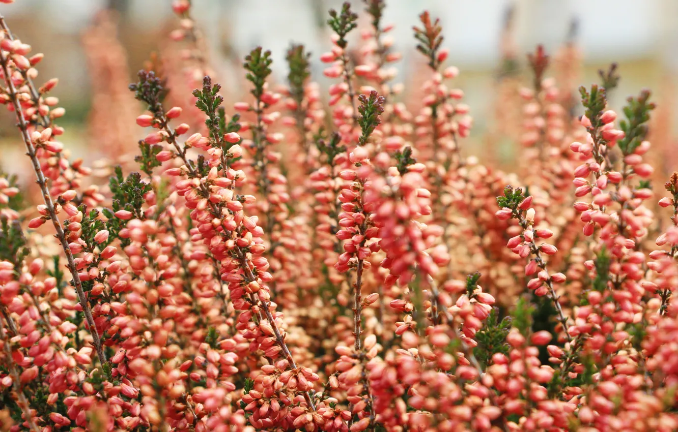 Photo wallpaper flower, autumn, bloom