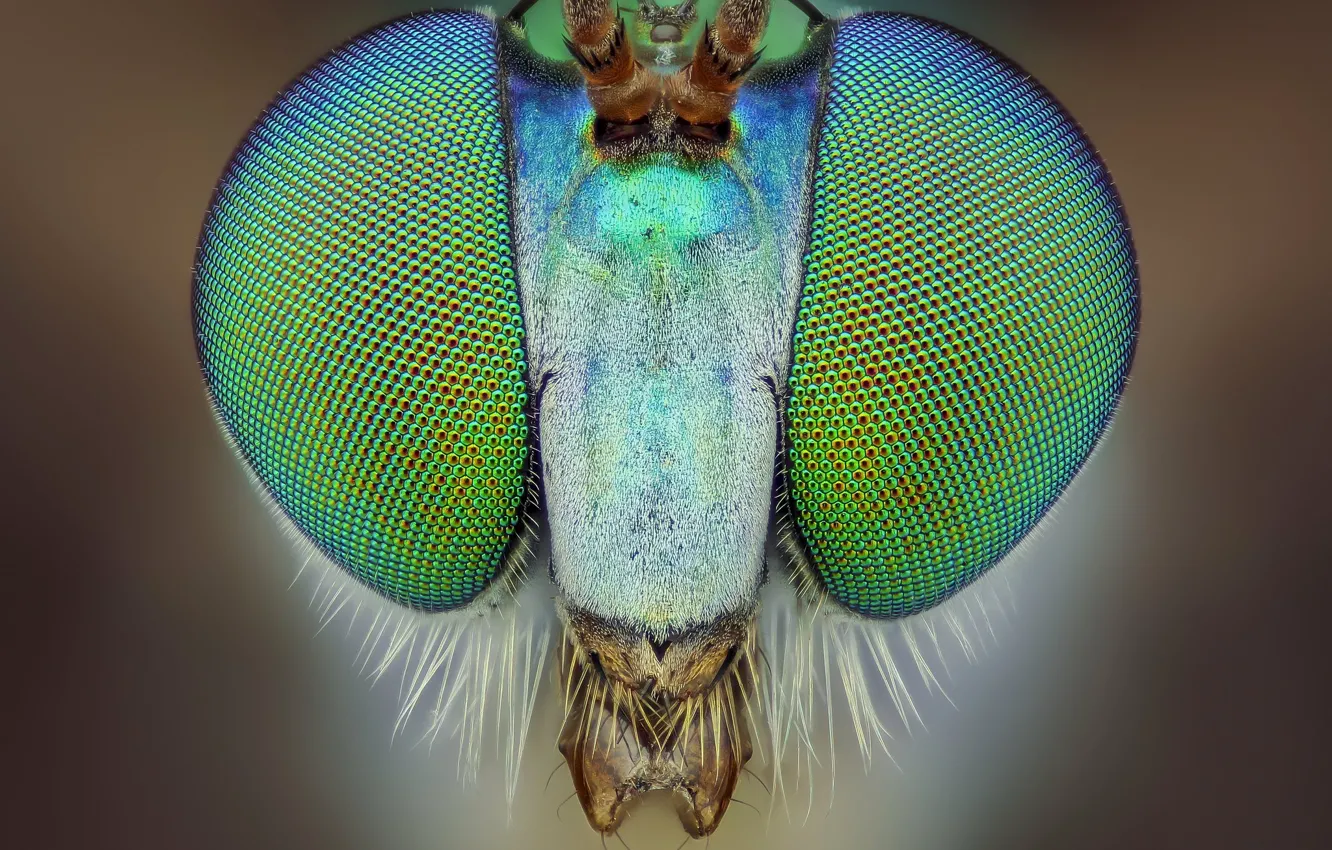 Photo wallpaper eyes, macro, background, portrait, insect