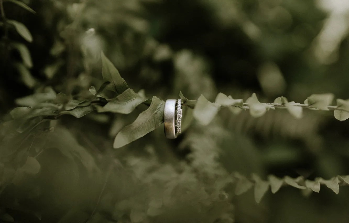 Photo wallpaper branch, ring, wedding, engagement