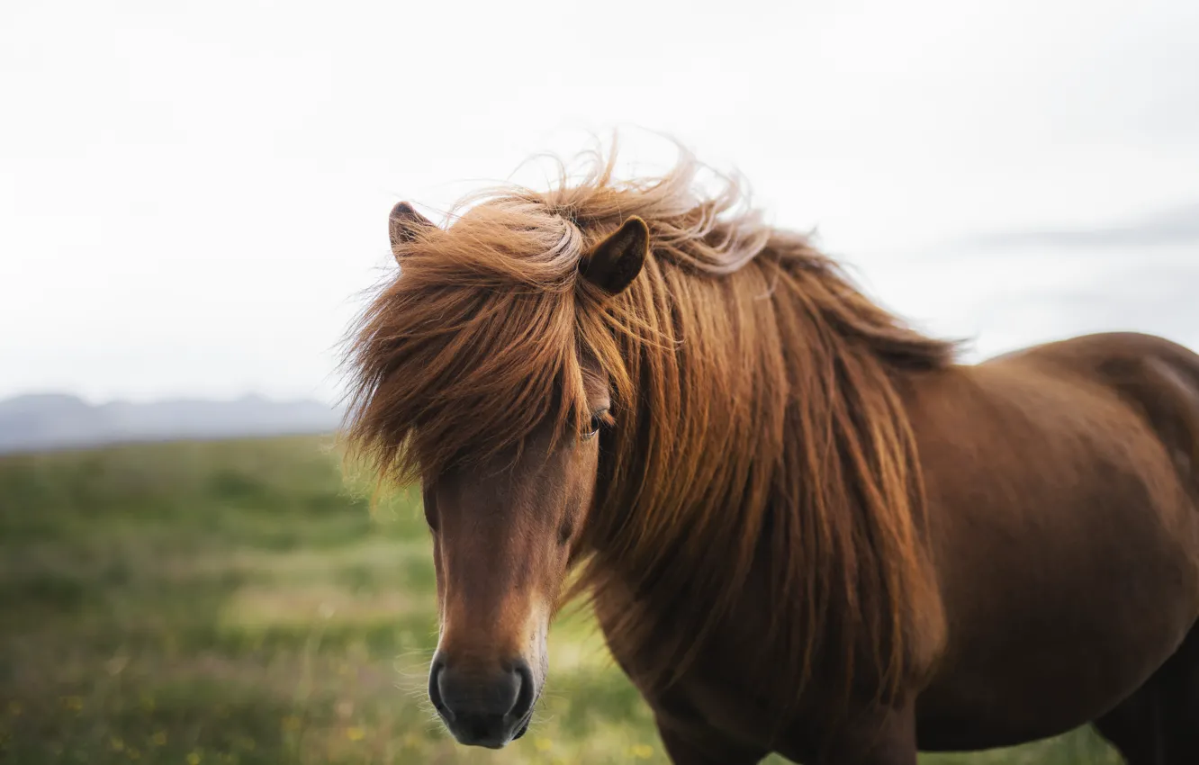 Photo wallpaper field, the sky, look, face, horse, horse, portrait, hairstyle