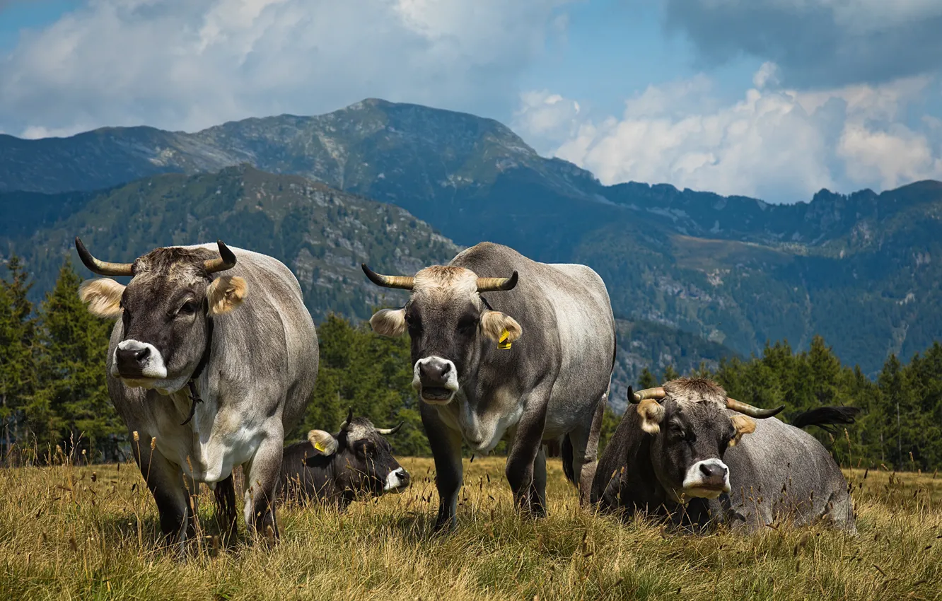 Photo wallpaper bull, look, mountains, pasture, haze, rocks, field, forest