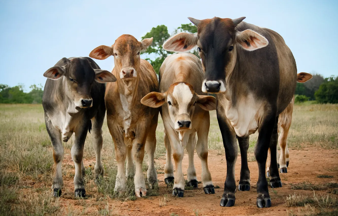 Photo wallpaper field, face, cows, the herd, calf