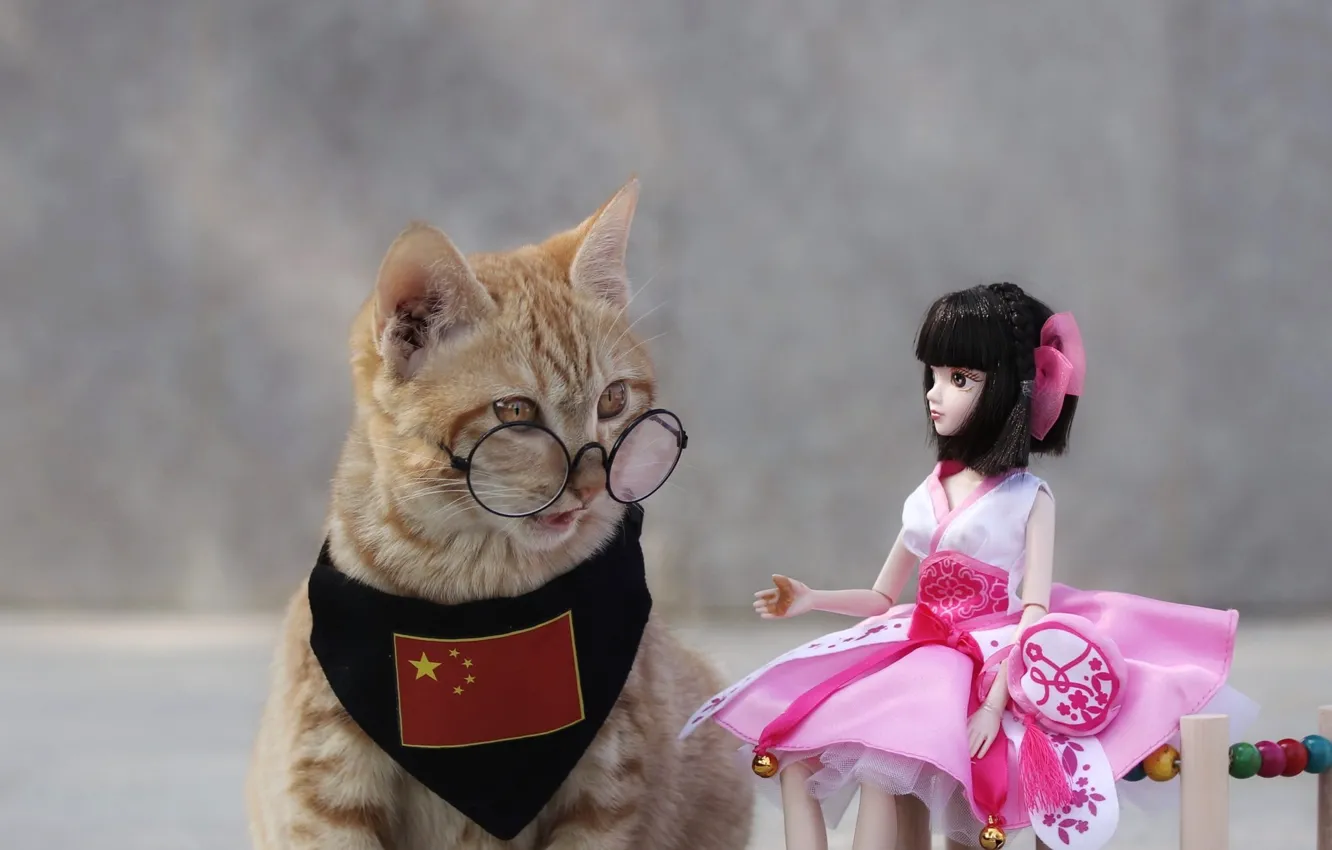 Photo wallpaper cat, cat, look, red, nature, pose, toy, cat