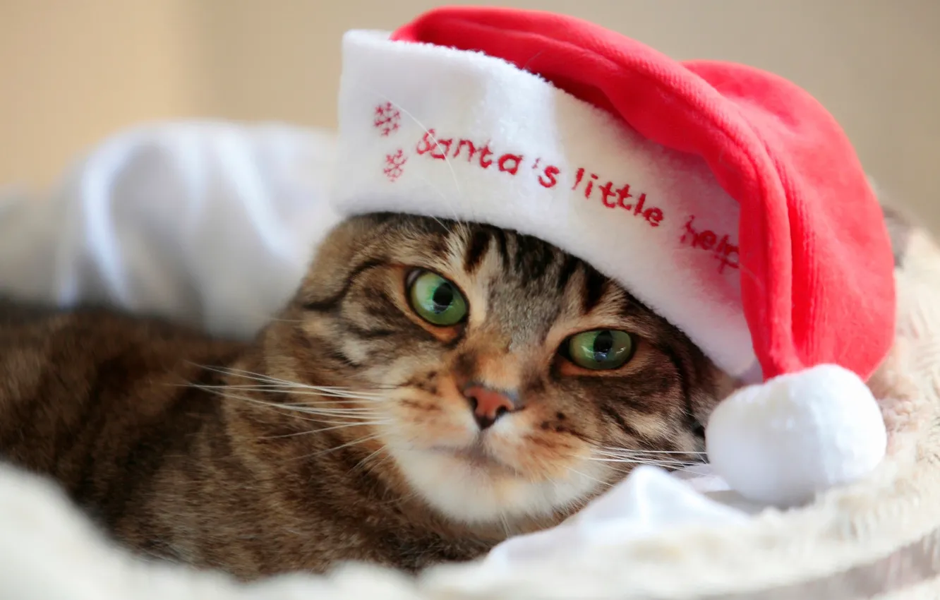 Photo wallpaper cat, Santa, cap