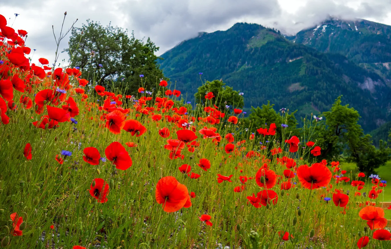 Photo wallpaper greens, summer, the sky, clouds, trees, landscape, flowers, mountains