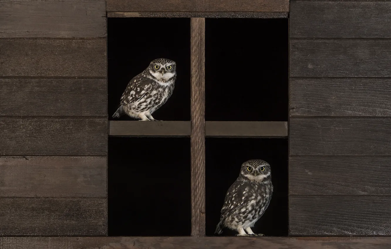 Photo wallpaper owl, feathers, window