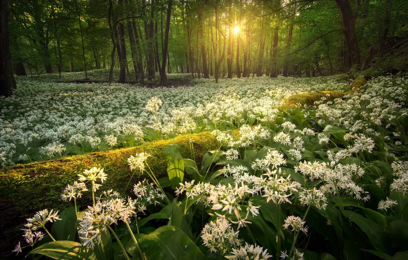 Photo wallpaper forest, the sun, rays, trees, landscape, nature, garlic, ramsons