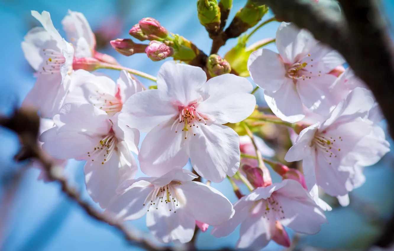Photo wallpaper macro, flowers, cherry, spring, Sakura, flowering, kidney