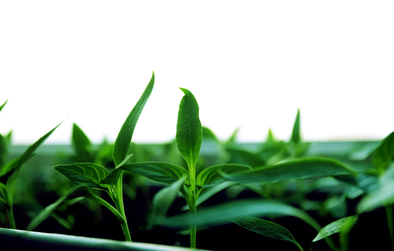 Photo wallpaper leaves, green, Seedlings