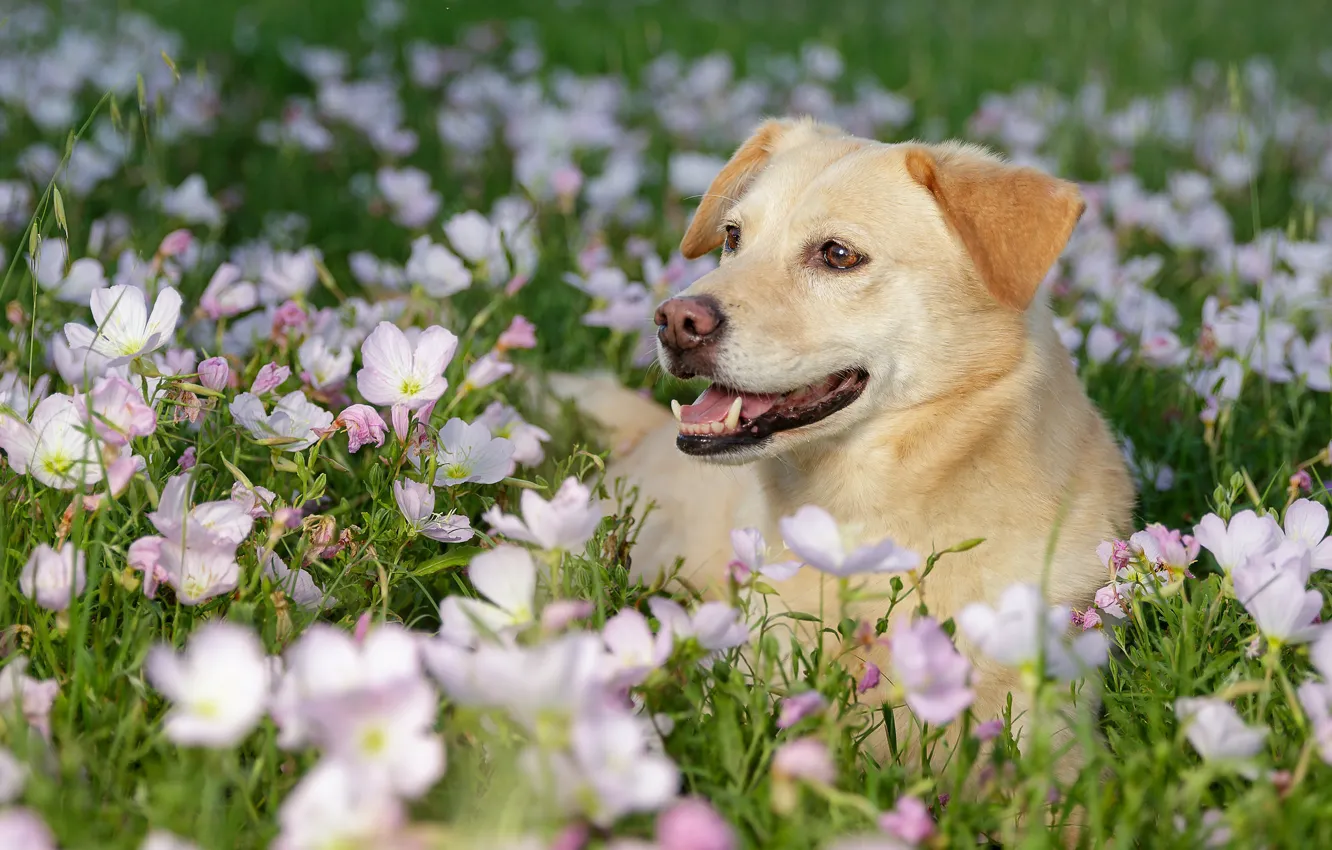 Photo wallpaper face, flowers, dog