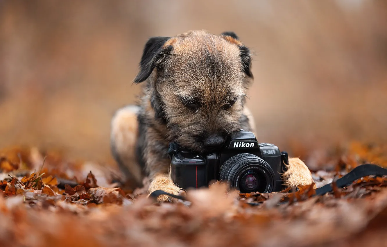 Photo wallpaper autumn, pose, background, foliage, dog, the camera, puppy, lies