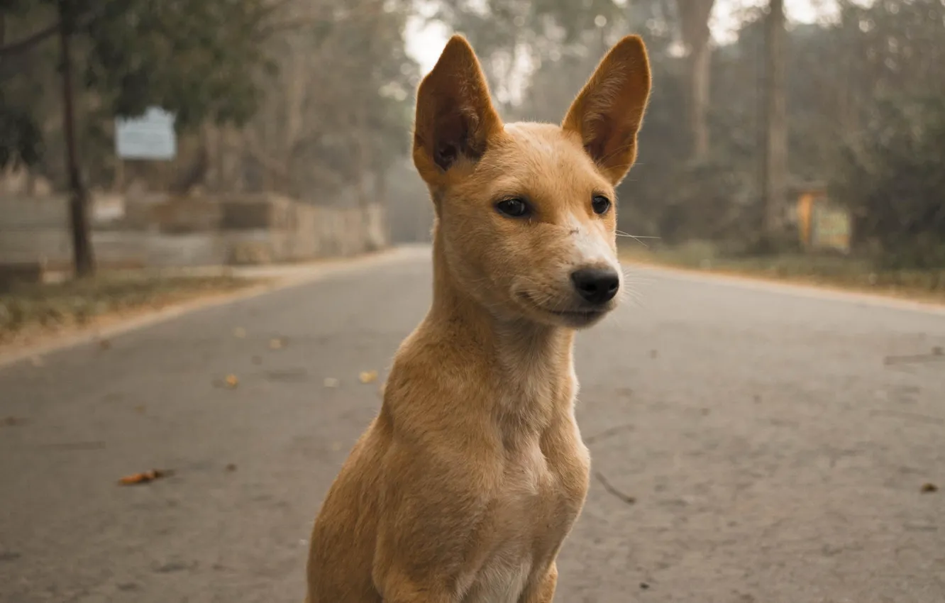 Photo wallpaper road, look, dog, wool, ears