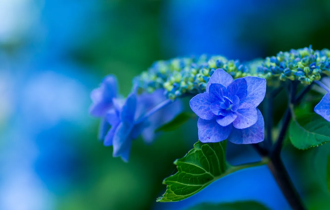 Photo wallpaper blue, hydrangea, inflorescence