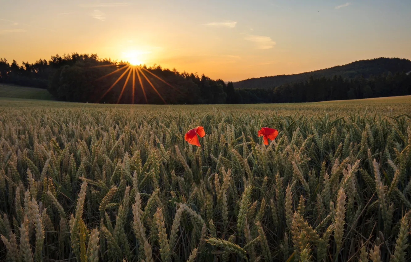 Photo wallpaper wheat, field, forest, summer, the sky, the sun, rays, landscape