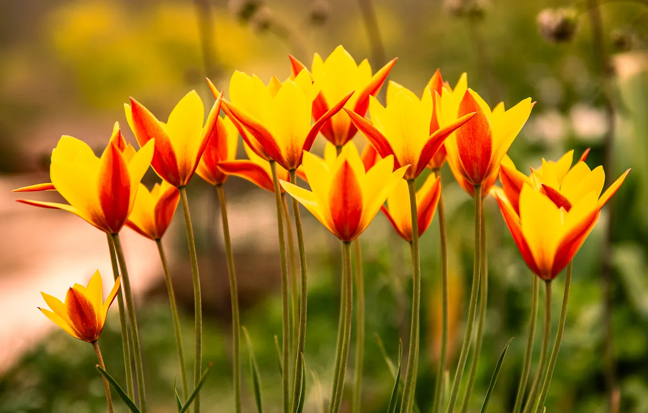 Photo wallpaper flowers, yellow, spring, garden, tulips, flowerbed, two-tone, red-yellow