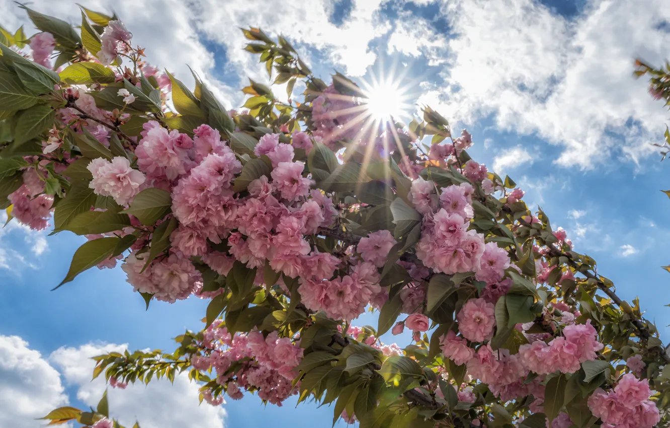 Photo wallpaper the sky, leaves, the sun, clouds, rays, light, trees, flowers