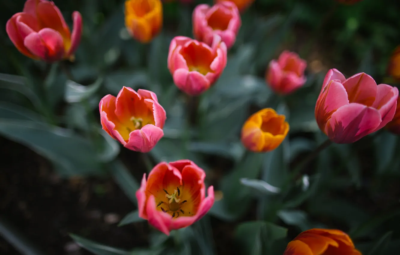 Photo wallpaper flowers, petals, tulips