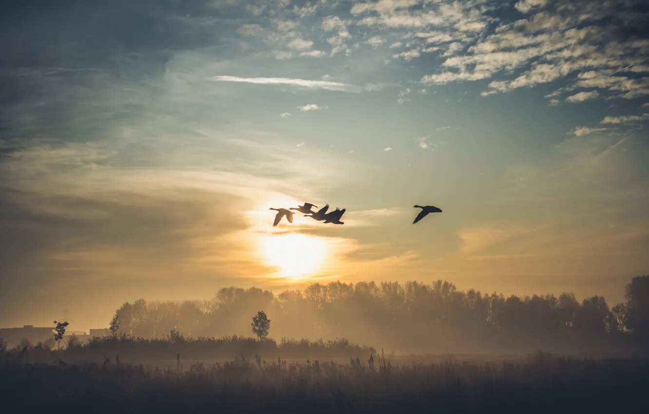 Photo wallpaper birds, fog, lake, morning