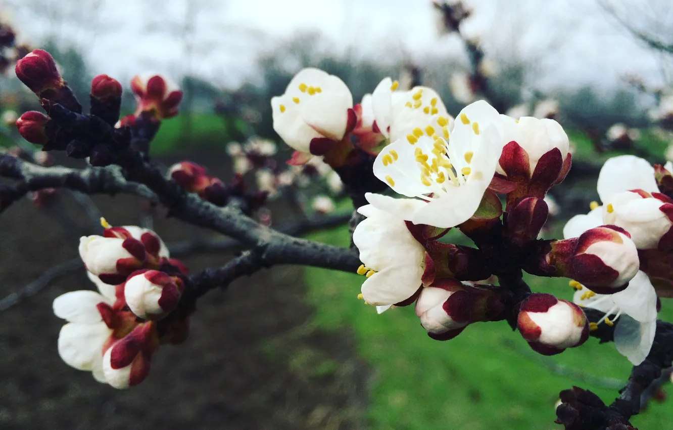 Photo wallpaper spring, flowering, apricots