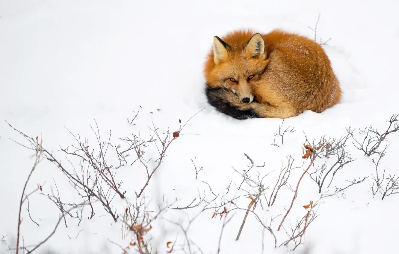 Photo wallpaper winter, snow, branches, Fox, lies, curled up
