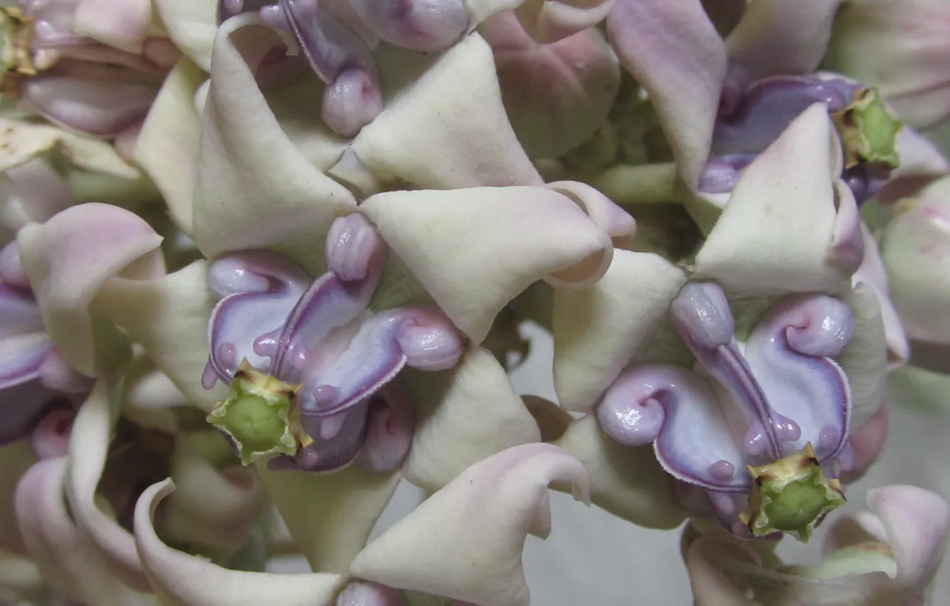 Photo wallpaper flowers, macro, wild flowers, purple