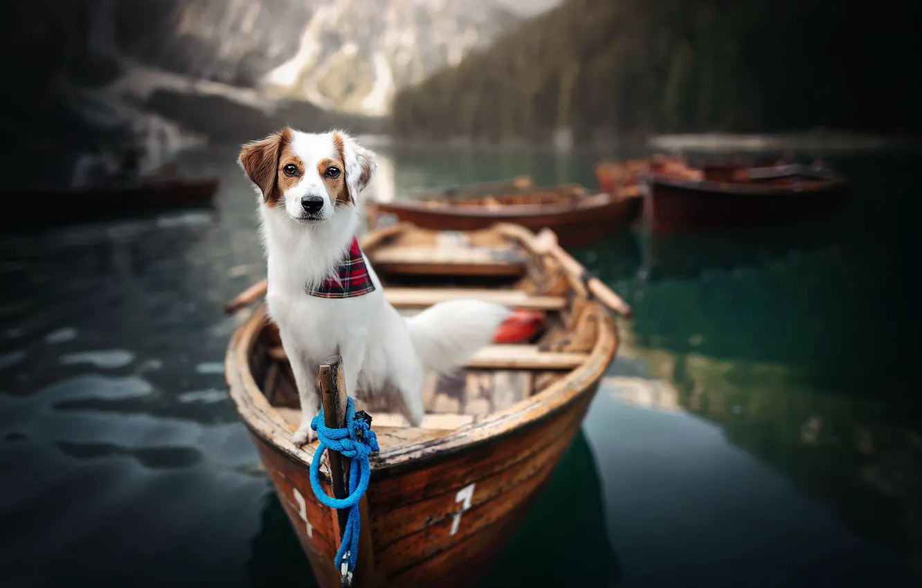 Photo wallpaper water, nature, lake, animal, dog, boats, dog