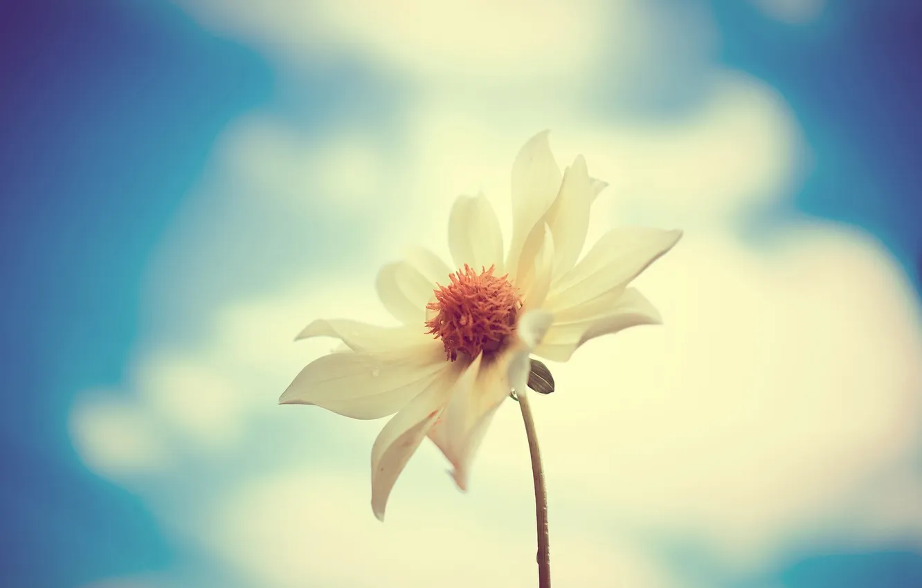 Photo wallpaper white, flower, macro, photo