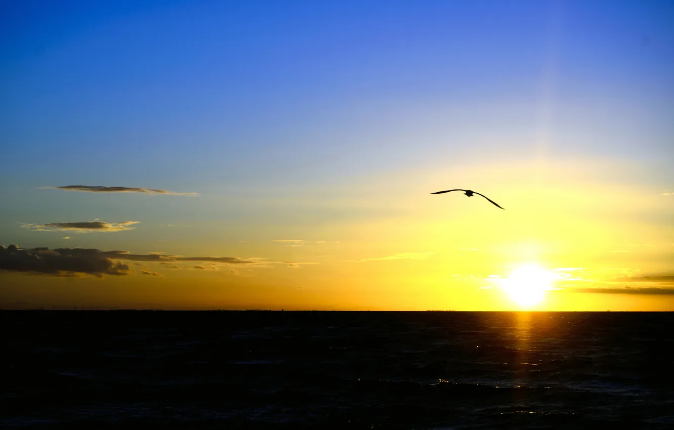 Photo wallpaper sea, the sky, clouds, sunset, bird