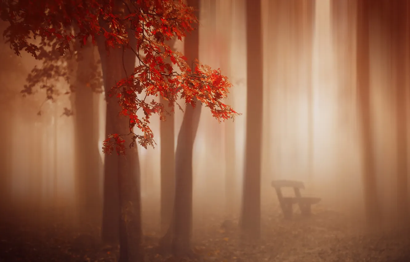 Photo wallpaper autumn, fog, bench